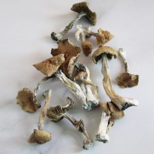 Golden Teacher Mushrooms kopen