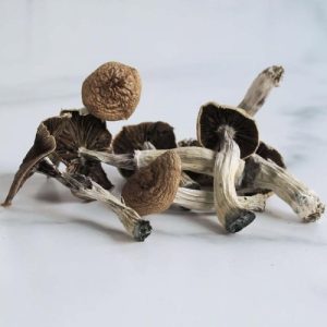 Mazatapec Mushrooms kopen