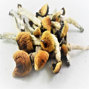 Blauwe Meanie paddenstoelen kopen